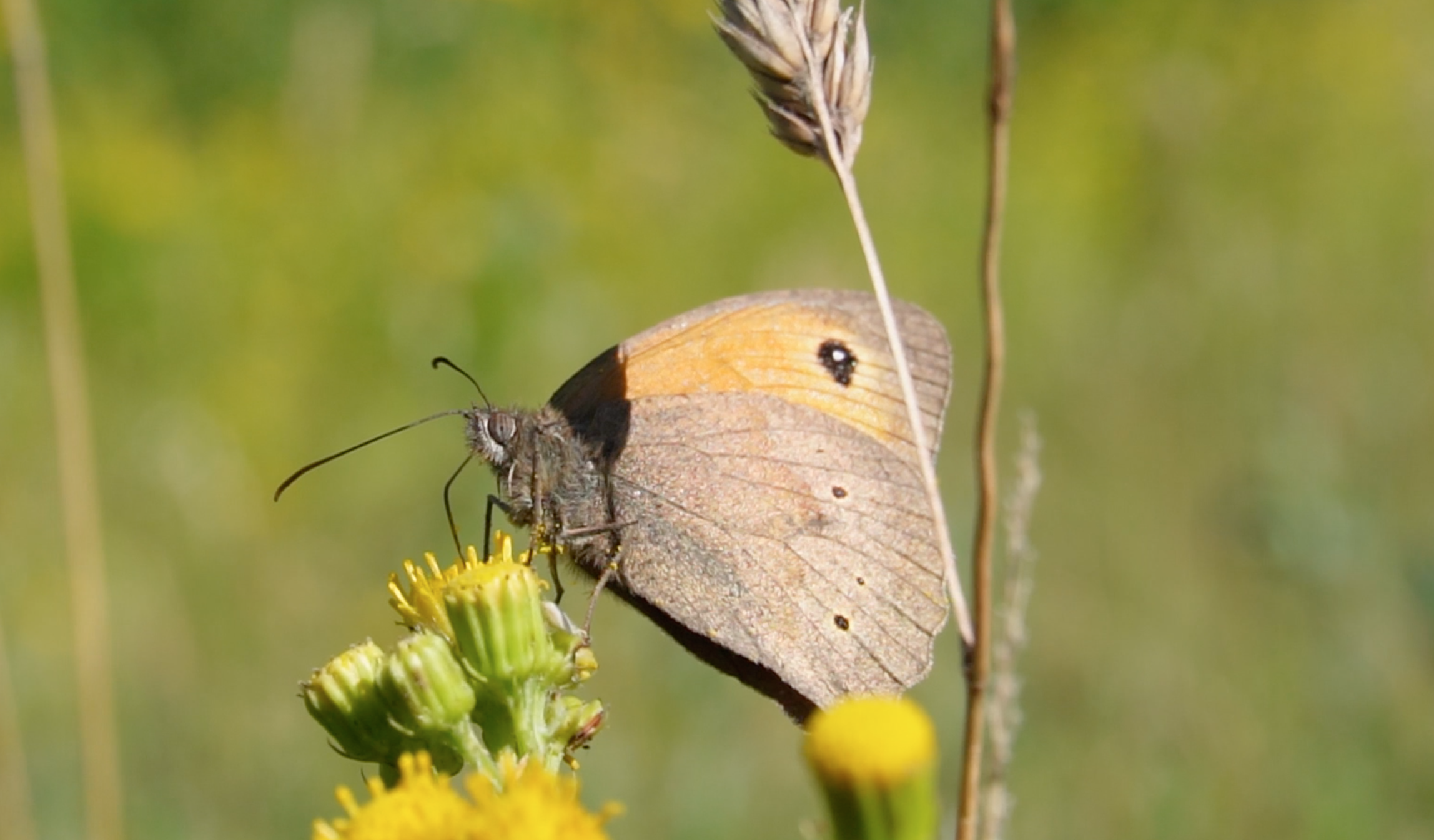 Dag van het Open Erf biedt inspiratie voor biodiversiteit in eigen tuin