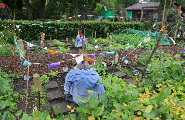 De moestuin bij de wijkboerderij Baalder staat in volle bloei