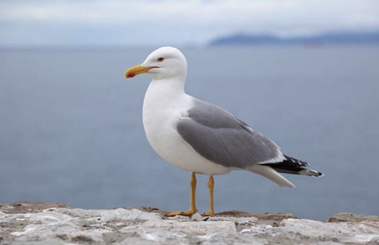 De koers van een vogel