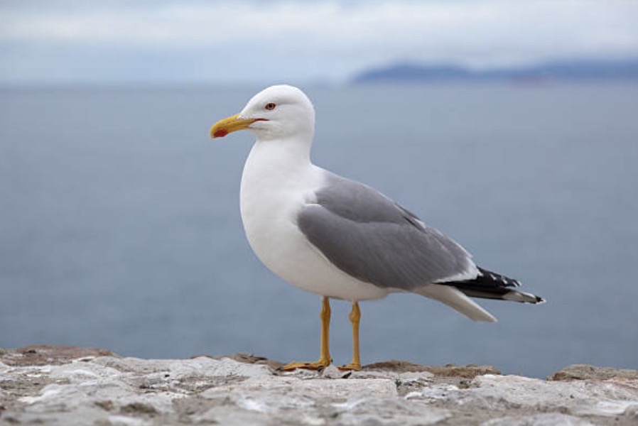 De koers van een vogel